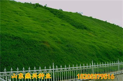 巩义护坡新闻头条,筑牢生态安全防线，守护城市绿色家园